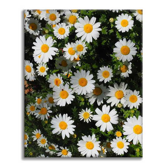 Fototapeta przyrodnicza Gromada Stokrotek - Malowanie po numerach