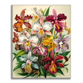 Zestaw Królewskie Orchidee - Malowanie po Numerach - Cheerful Painting